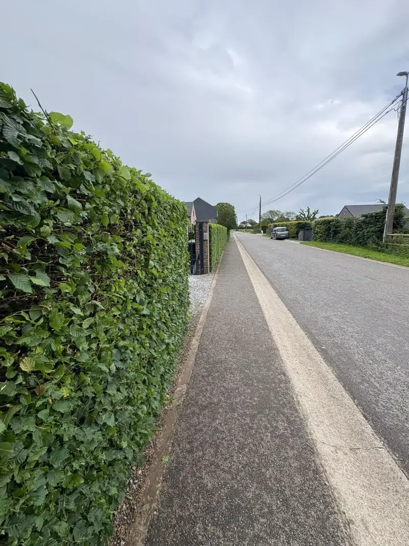 Haie de charme taillée net le long d'une route